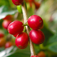 sevacoffee.com
