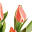 tulipblinds.com